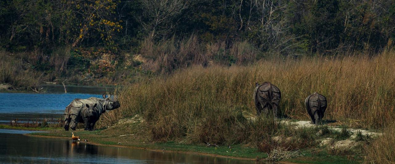 Wildlife in Nepal